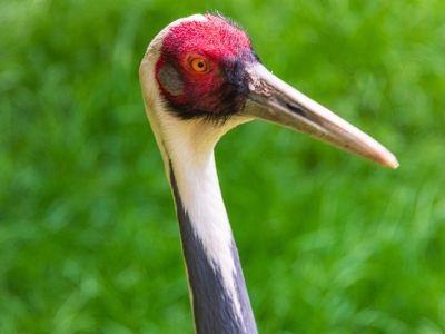 White-naped crane - De Zonnegloed - Animal park - Animal refuge centre 